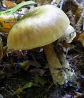 Leccinum scabrum.